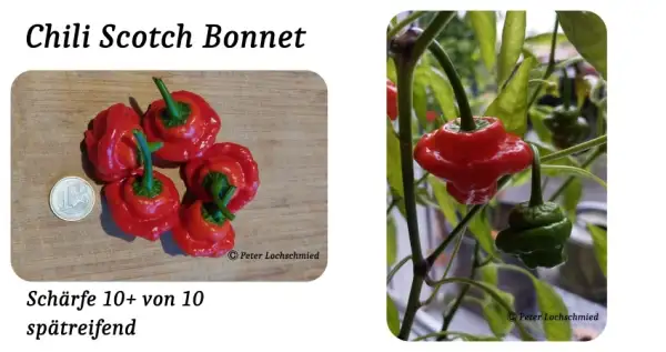 Chili / Paprika: Scotch Bonnet