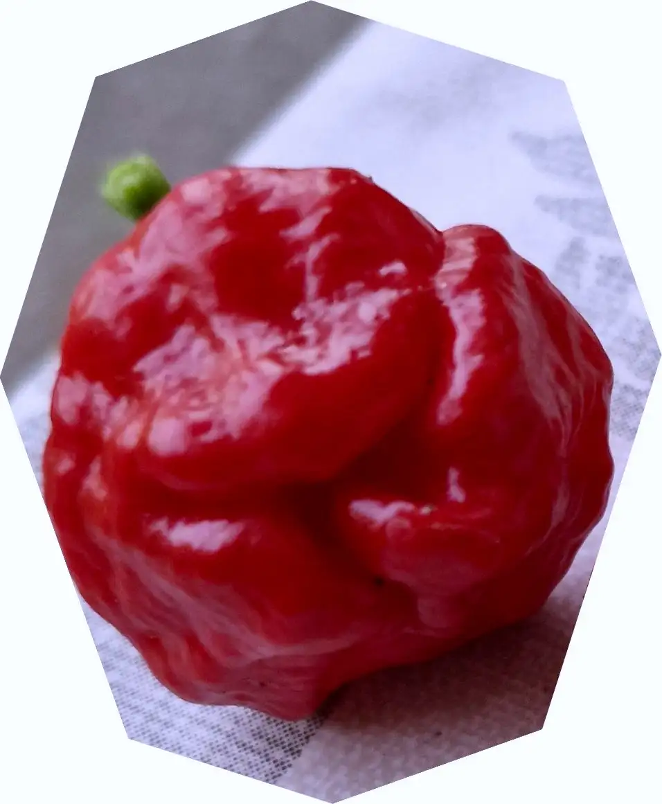 Chili / Paprika: Scotch Bonnet