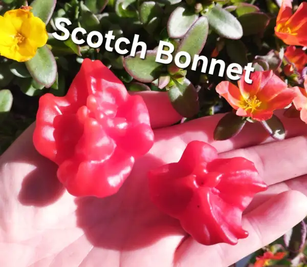 Chili / Paprika: Scotch Bonnet