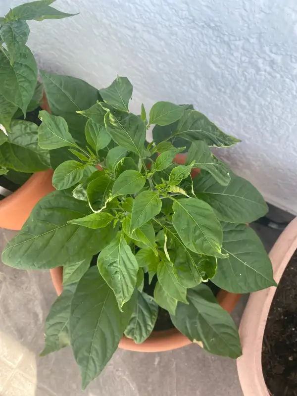 Chili / Paprika: Scotch Bonnet Foodorama