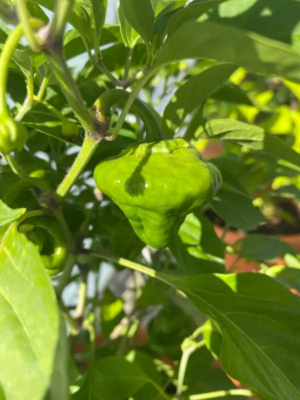 Chili: Scotch Bonnet Foodorama