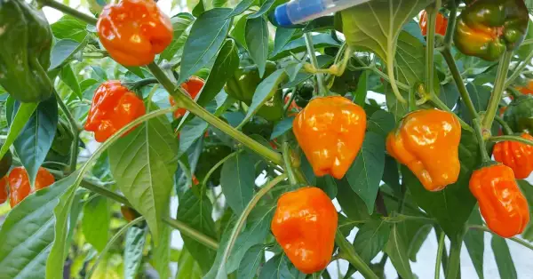 Chili / Paprika: Scotch Bonnet Fremd