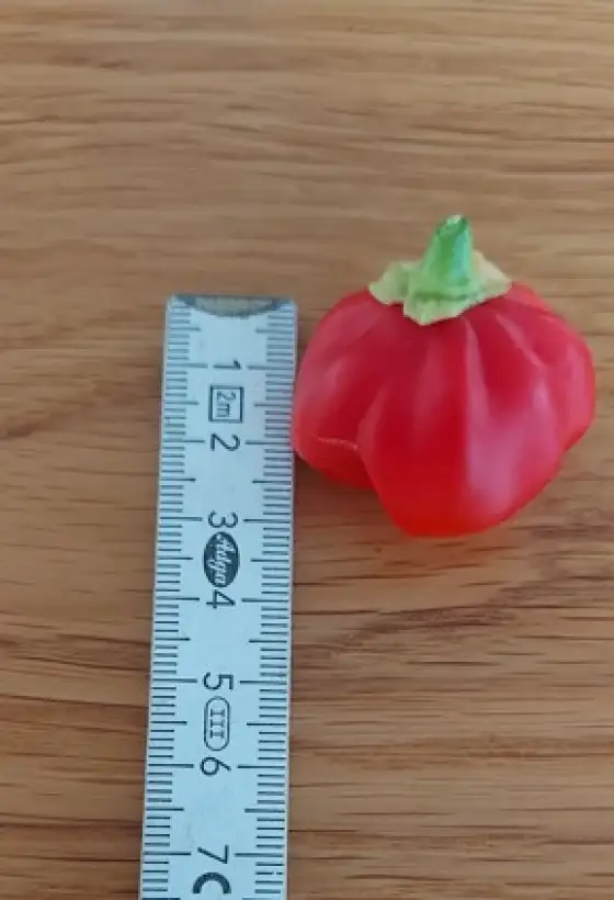 Chili: Scotch Bonnet Safi