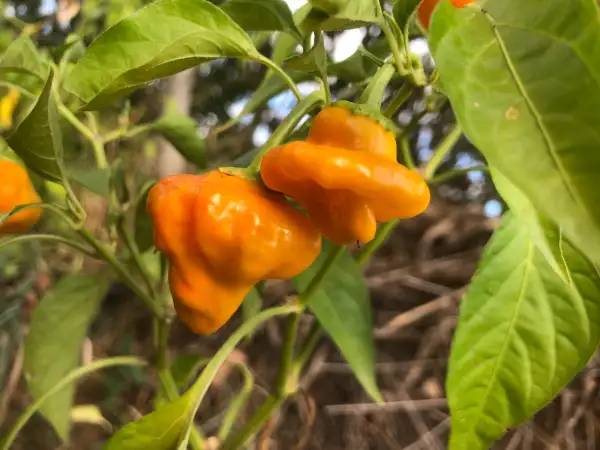 Chili / Paprika: Scotch Bonnet Yellow