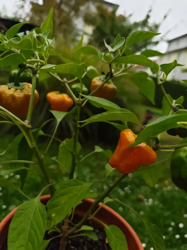 Chili / Paprika: Scotch Bonnet Yellow