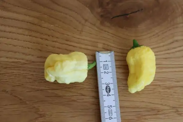 Chili / Paprika: Scotch Brain White