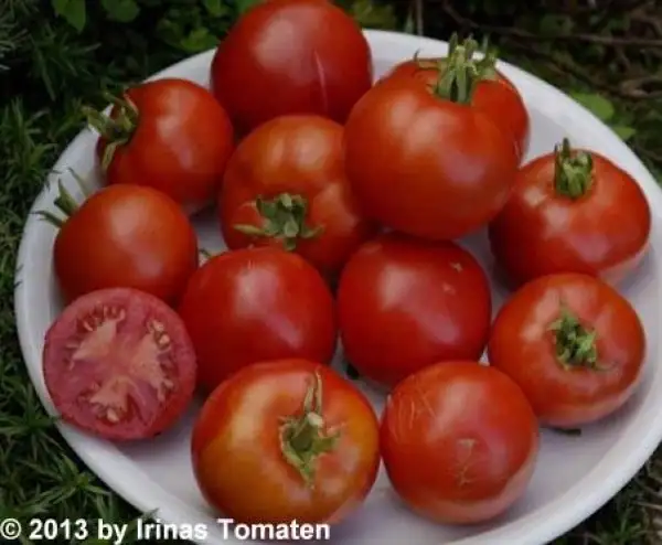 Tomaten: Scotia