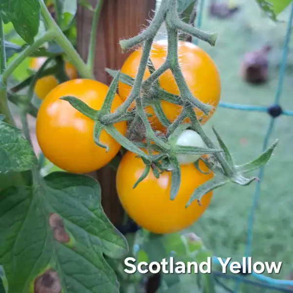 Tomaten: Scotland Yellow