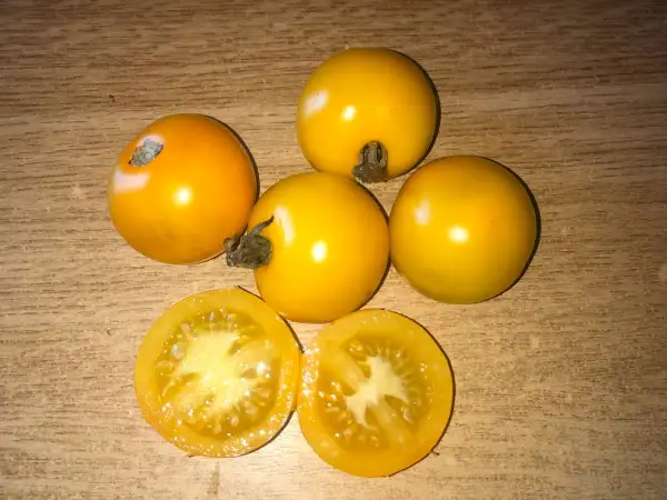 Tomaten: Scotland Yellow
