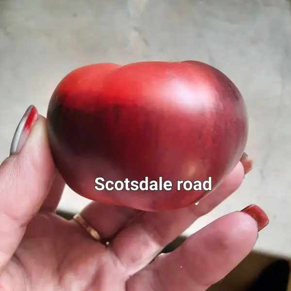 Tomaten: Scotsdale Road