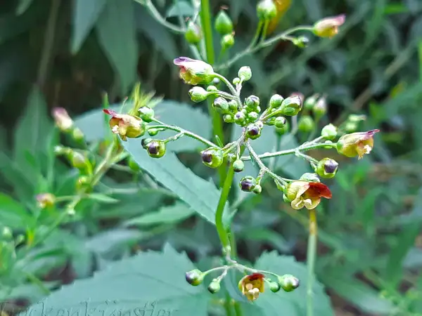 Stauden / Gehölz: Scrophularia nodosa  ‣ ‣ ‣ ‣ Knotige Braunwurz ‣ Woodland Figwort