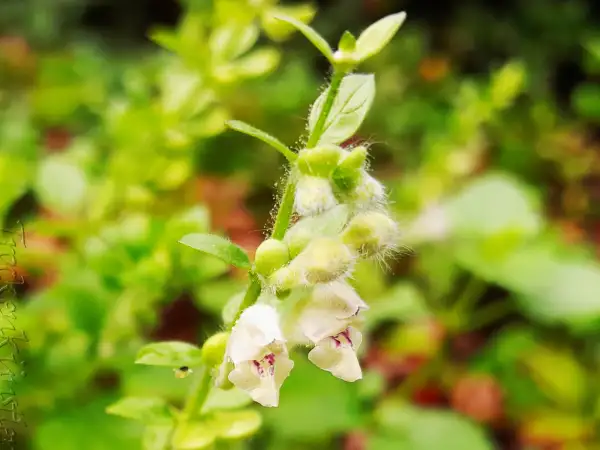Stauden / Gehölz: Scutellaria albida ‣ Weißes Helmkraut ‣ White Scullcap