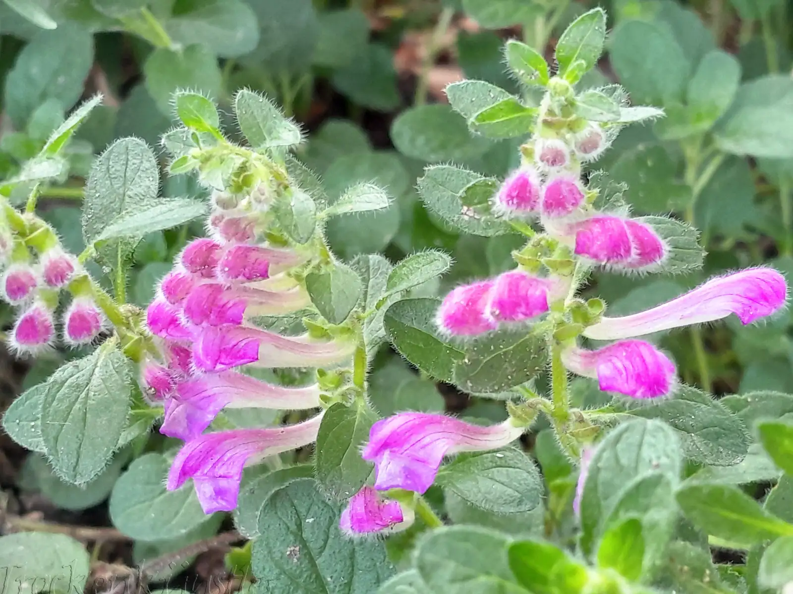 Stauden / Gehölz: Scutellaria pontica ‣ ‣ ‣ ‣ Pontisches Helmkraut ‣ Pontic skullcap