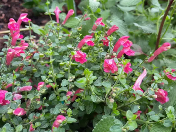 Stauden / Gehölz: Scutellaria suffrutescens 