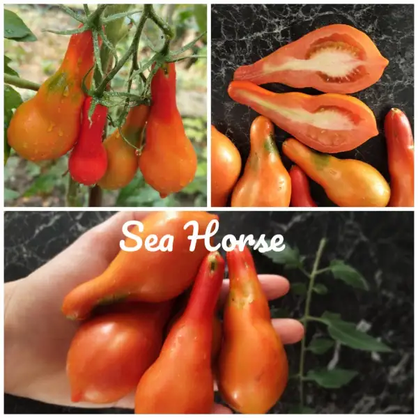 Tomaten: Sea Horse