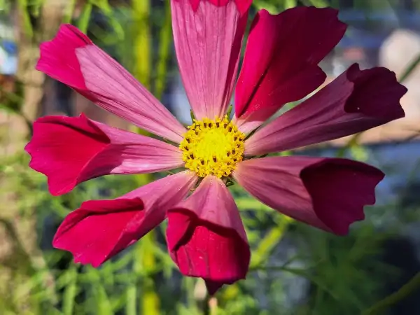 Blumen: Sea Shells Red - Cosmea