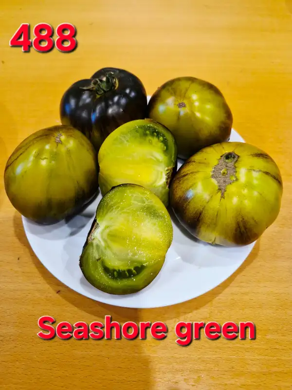 Tomaten: Seashore green