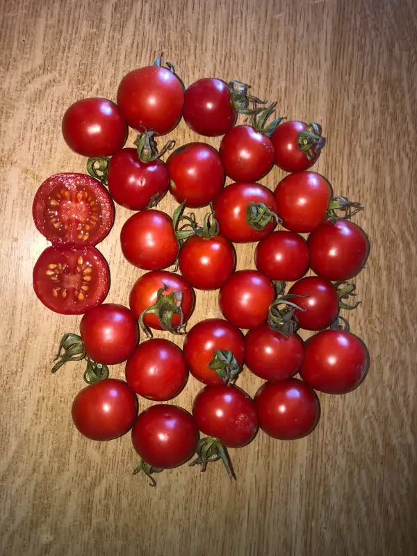 Tomaten: Sebastopol