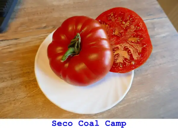 Tomaten: Seco Coal Camp