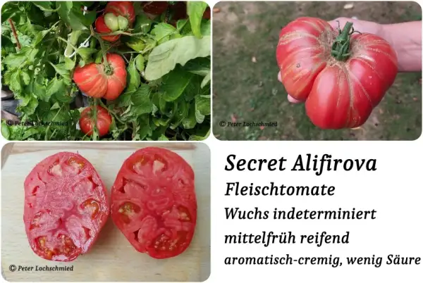 Tomaten: Secret Alifirova