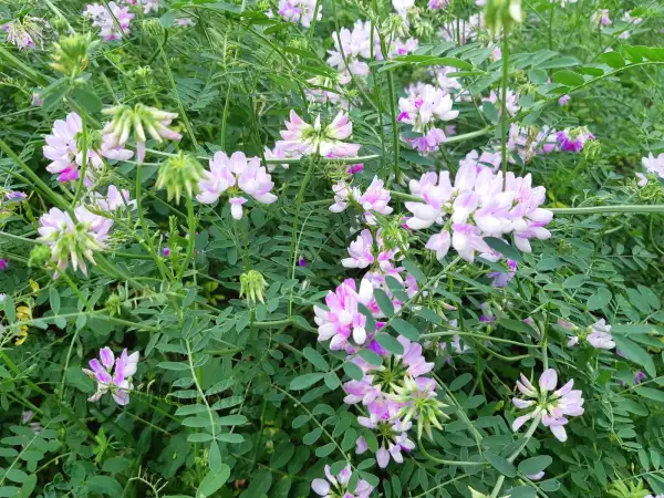 Stauden / Gehölz: Securigera varia ‣ ‣Bunte Kronwicke ‣ Crown Vetch