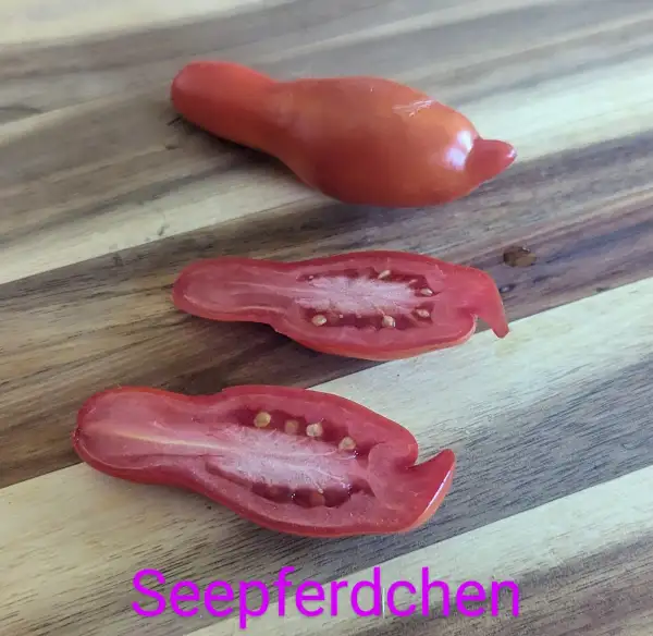 Tomaten: Seepferdchen