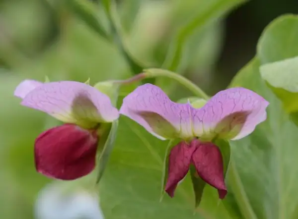 Erbsen: Sehr ertragreich.