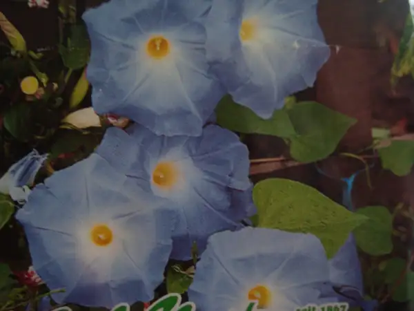 Blumen: Sehr schön 10 Samen