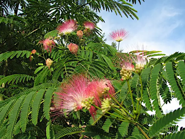 Stauden / Gehölz: Seidenbaum, man nennt ihn auch fälschlicherweise "Mimose"