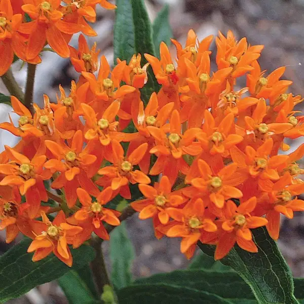 Blumen: Seidenblume asclepias