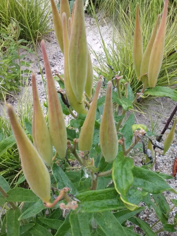 Blumen: Seidenblume asclepias