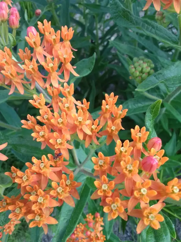 Stauden / Gehölz: Seidenpflanze Asclepias