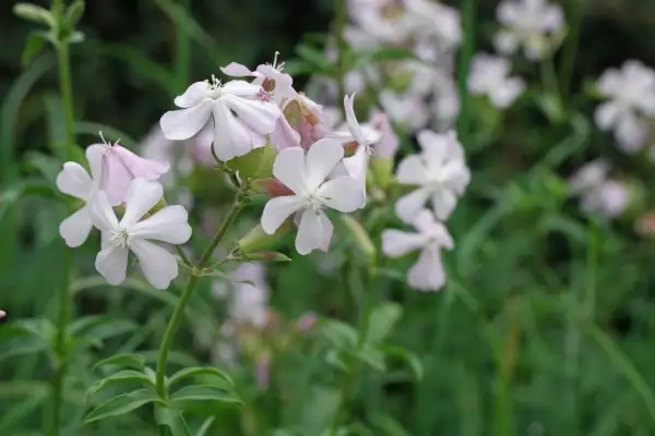 Stauden / Gehölz: Seifenkraut- Saponaria , sehr Insektenfreundlich vor allem für Taubenschwänzchen, rosa weiße Mischung