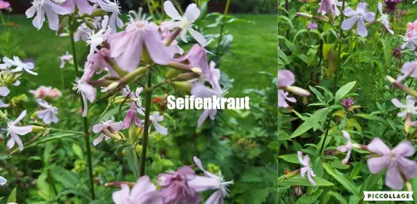 Blumen: Seifenkraut