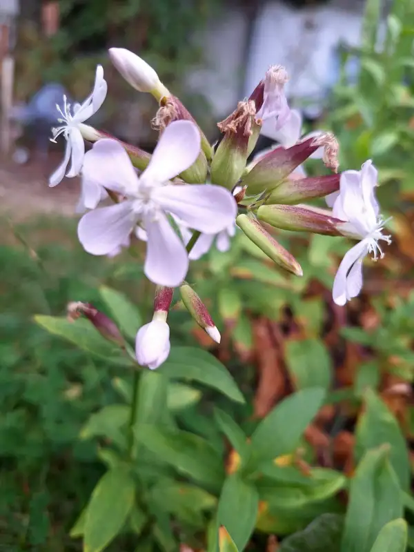 Blumen: Seifenkraut