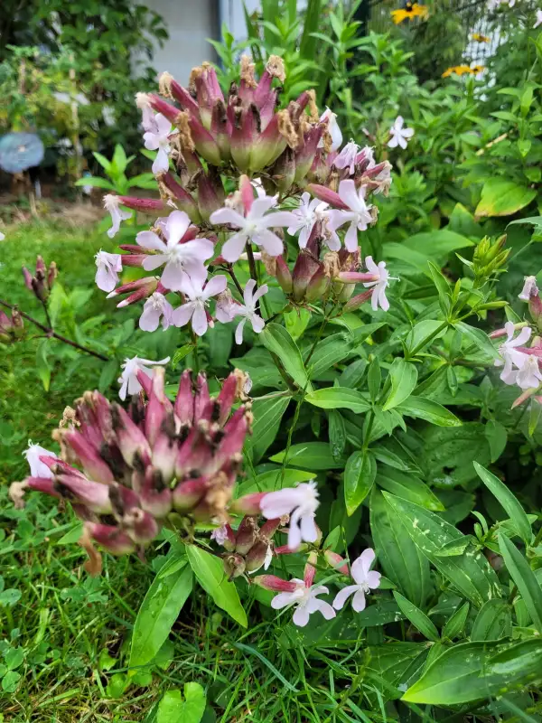 Blumen: Seifenkraut