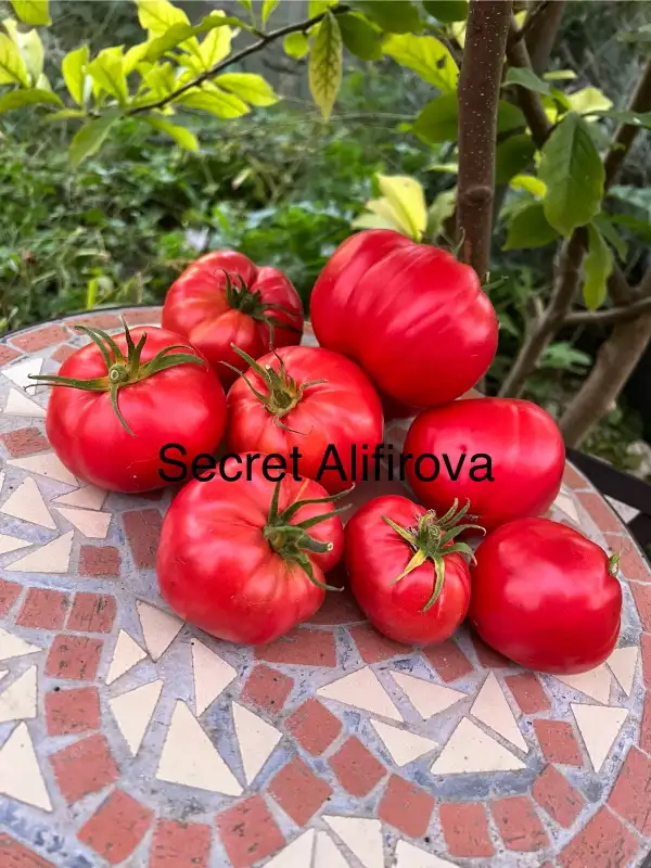 Tomaten: Sekret Alifirova