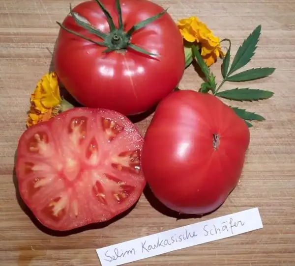 Tomaten: Selim Kaukasische Schäfer