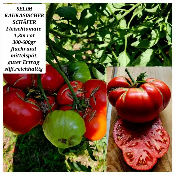 Tomaten: SELIM KAUKASISCHER SCHÄFER