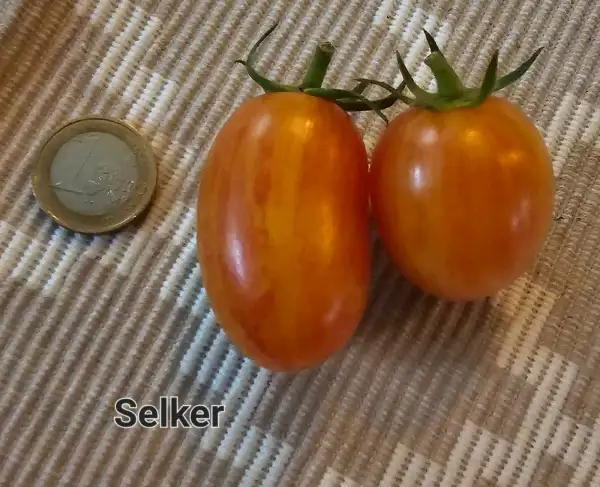 Tomaten: Selker