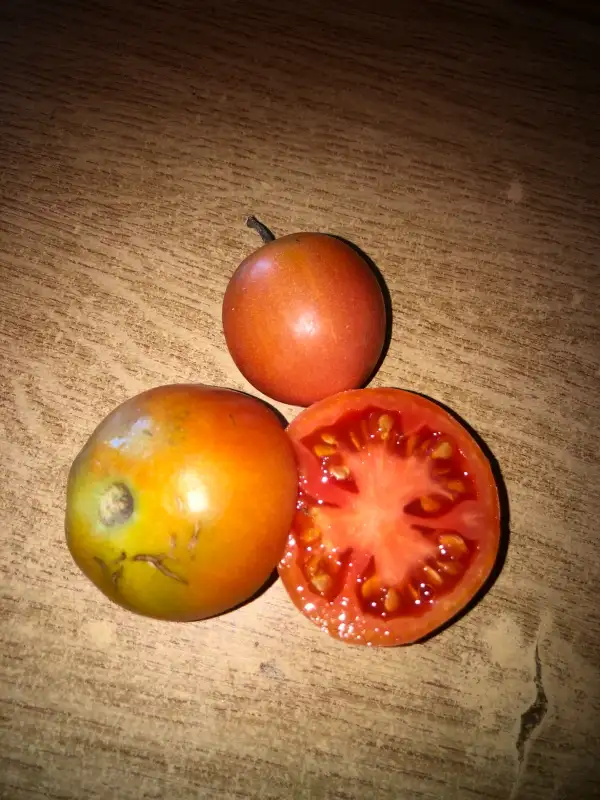 Tomaten: Selma