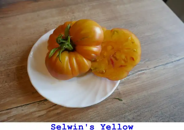 Tomaten: Selwin’s Yellow