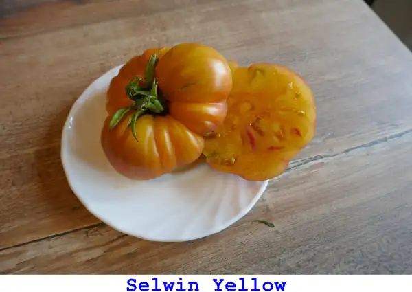 Tomaten: Selwin Yellow