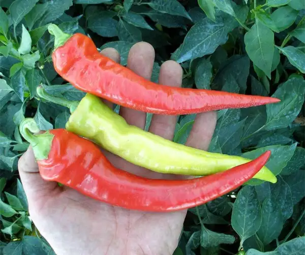 Paprika: Semaroh