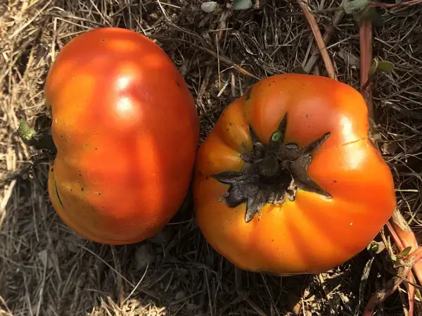 Tomaten: Semipalatinskiy