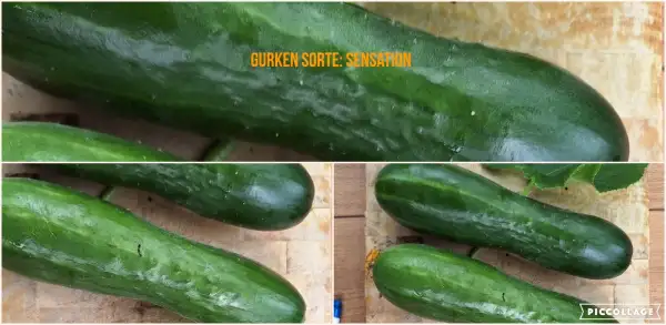 Gurken: Sensation alte Deutsche Salatgurke
