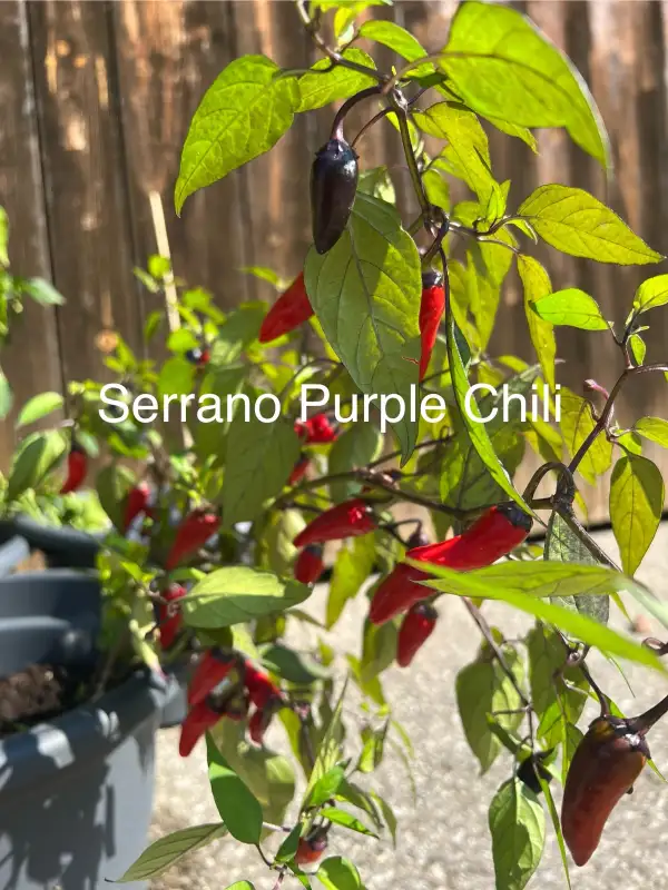 Chili / Paprika: Seranno Purple Chili