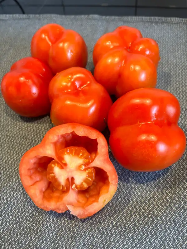 Tomaten: Serbische Fülltomate