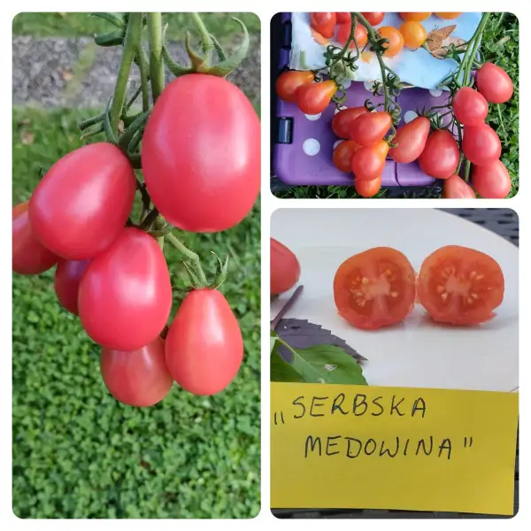 Tomaten: Serbska Medowina - Arbuz Note