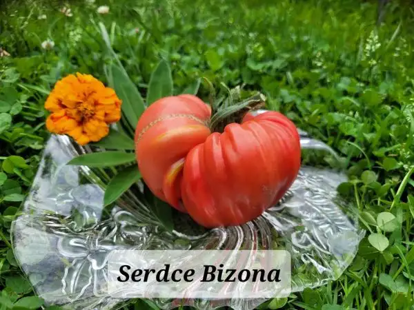 Tomaten: Serdce Bizona